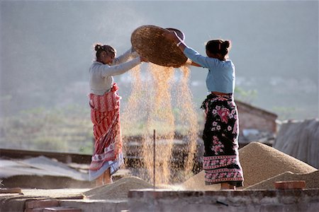 simsearch:700-00554410,k - Two Women Harvesting Rice Kathmandu Valley, Nepal Fotografie stock - Rights-Managed, Codice: 700-00086641