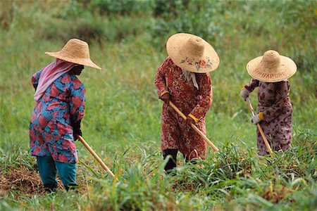 Women Working in Field Bandar Seri Begawan Brunei Darussalam Foto de stock - Con derechos protegidos, Código: 700-00086942