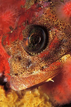 Close-Up of Red Irish Lord Browning Pass, Vancouver Island British Columbia, Canada Stock Photo - Rights-Managed, Code: 700-00087057