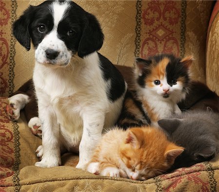 Portrait of Puppy and Kittens Stock Photo - Rights-Managed, Code: 700-00087096