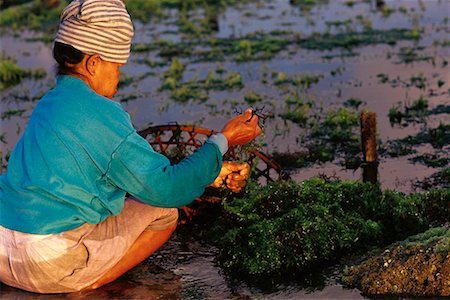 Seaweed Cultivation Bali, Indonesia Stock Photo - Rights-Managed, Code: 700-00087682