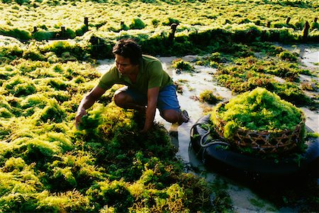 simsearch:700-00554748,k - Seaweed Cultivation Nusa Lembongan, Bali, Indonesia Foto de stock - Con derechos protegidos, Código: 700-00087690