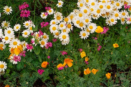 simsearch:700-00371854,k - Ox-eye Daisies, California Poppies and Pink Lynchis Stock Photo - Rights-Managed, Code: 700-00089116