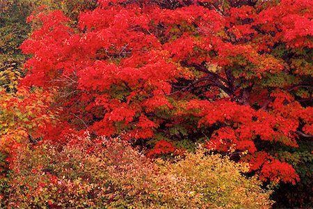 Maple Tree Stock Photo - Rights-Managed, Code: 700-00089120