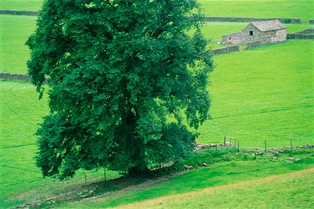 swaledale - Arbres sur des terres agricoles Swaledale, Yorkshire, Angleterre Photographie de stock - Rights-Managed, Code: 700-00089144