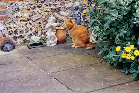 picture of cat sitting on plant - Cat in Garden Stock Photo - Rights-Managed, Code: 700-00089183