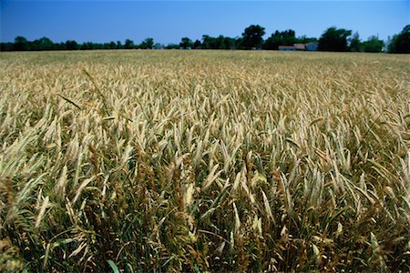 stati delle pianure - Wheat Fields South Dakota, USA Fotografie stock - Rights-Managed, Codice: 700-00089973