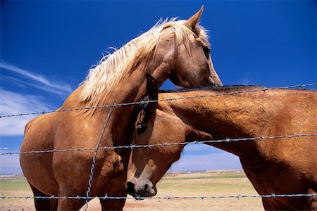 Horses in a Field Utah, USA Stock Photo - Rights-Managed, Code: 700-00089996