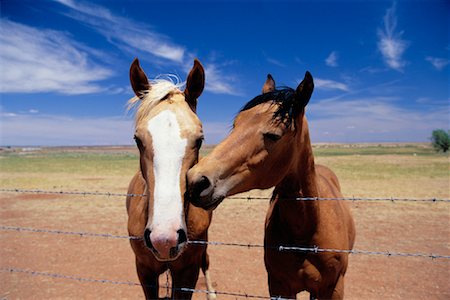 Horses in a Field Utah, USA Stock Photo - Rights-Managed, Code: 700-00089997