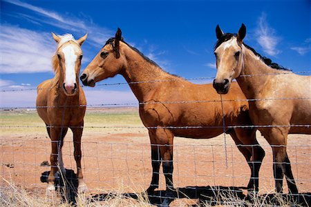 Horses in a Field Utah, USA Stock Photo - Rights-Managed, Code: 700-00089999