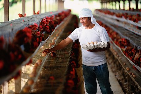 picture of someone collecting chicken eggs - Chicken and Egg Production at The Ideal Multifeed Farm Brunei Darussalam Stock Photo - Rights-Managed, Code: 700-00080108