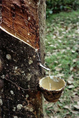 Rubber Tree Tapped for Sap Collection Malaysia Stock Photo - Rights-Managed, Code: 700-00080118