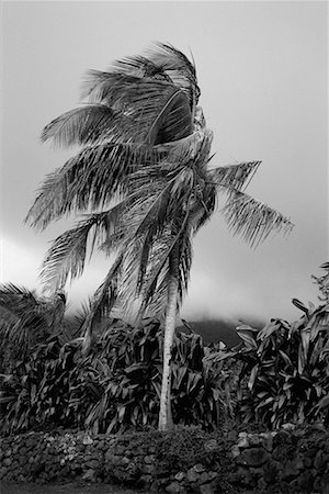 Palm Tree, Foliage and Sky Nevis, West Indies Stock Photo - Rights-Managed, Code: 700-00080627