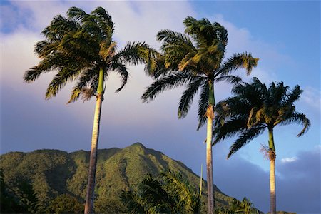 simsearch:700-00080625,k - Mont Nevis, palmiers et ciel Nevis, West Indies Photographie de stock - Rights-Managed, Code: 700-00080654