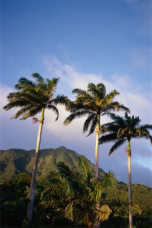 simsearch:700-00080625,k - Mont Nevis, palmiers et ciel Nevis, West Indies Photographie de stock - Rights-Managed, Code: 700-00080655