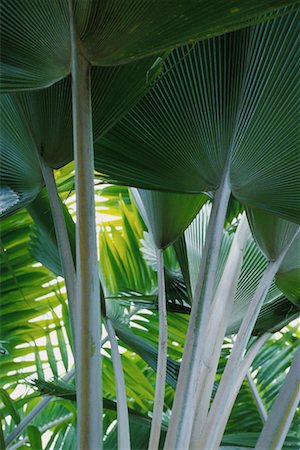 simsearch:700-00080625,k - Close-Up of Tropical Foliage Nevis, West Indies Stock Photo - Rights-Managed, Code: 700-00080657