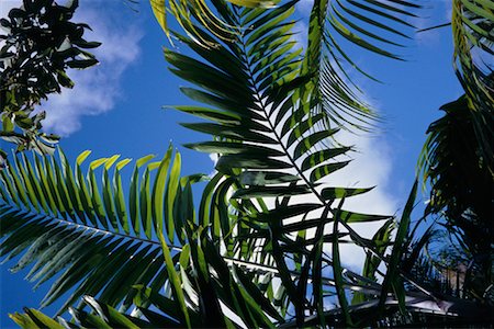 simsearch:700-00080625,k - Close-Up of Tropical Foliage Nevis, West Indies Stock Photo - Rights-Managed, Code: 700-00080658