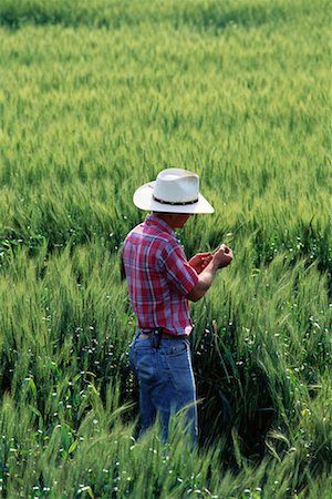 simsearch:700-00052735,k - Back View of Farmer Inspecting Wheat Crop Foto de stock - Con derechos protegidos, Código: 700-00081131