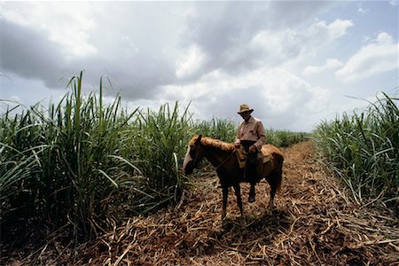 sugar cane field - Portrait de l'agriculteur de canne à sucre sur cheval à Cuba de champ Photographie de stock - Rights-Managed, Code: 700-00081204