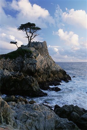 Cyprus Tree on Cliff and Shoreline Monterey, California, USA Stock Photo - Rights-Managed, Code: 700-00081524