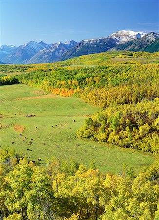 Vue d'ensemble du paysage, arbres des montagnes et pâturage du bétail dans les champs, près de parc National Waterton Lakes, Alberta, Canada Photographie de stock - Rights-Managed, Code: 700-00081770