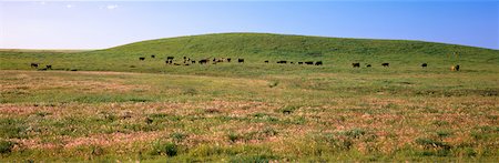 Cattle Grazing in Field, Acme, Alberta, Canada Stock Photo - Rights-Managed, Code: 700-00081836