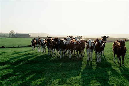 scottish cattle - Herd of Cows in Field, Scotland Stock Photo - Rights-Managed, Code: 700-00082004