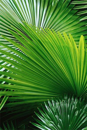 Close-Up of Palm Fronds, Caracas, Venezuela Stock Photo - Rights-Managed, Code: 700-00082068