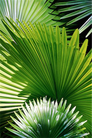 Close-Up of Palm Fronds, Caracas, Venezuela Stock Photo - Rights-Managed, Code: 700-00082069