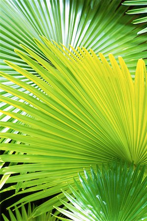 Close-Up of Palm Fronds, Caracas, Venezuela Stock Photo - Rights-Managed, Code: 700-00082070