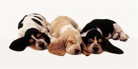 Three Basset Hound Puppies Sleeping Fotografie stock - Rights-Managed, Codice: 700-00082280