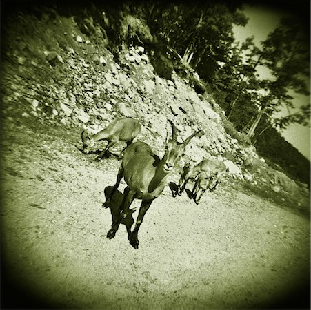 Mountain Goats on Path Parc Omega, Montebello, Quebec Canada Stock Photo - Rights-Managed, Code: 700-00082328