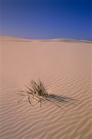 simsearch:862-08091423,k - Yucca Plant and Sand Dunes White Sands National Monument New Mexico, USA Stock Photo - Rights-Managed, Code: 700-00082376