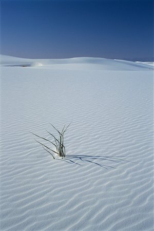 planta de yuca - Yucca Plant and Sand Dunes White Sands National Monument New Mexico, USA Foto de stock - Con derechos protegidos, Código: 700-00082378