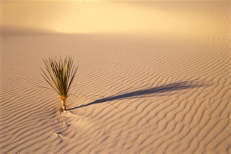 simsearch:700-00082373,k - Plant de yucca et de Dunes de sable de sable blanc National Monument au Nouveau-Mexique, USA Photographie de stock - Rights-Managed, Code: 700-00082380