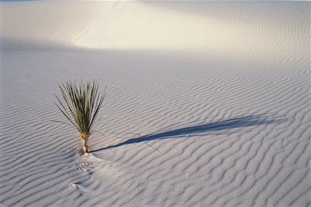 simsearch:633-08726250,k - Plant de yucca et de Dunes de sable de sable blanc National Monument au Nouveau-Mexique, USA Photographie de stock - Rights-Managed, Code: 700-00082381