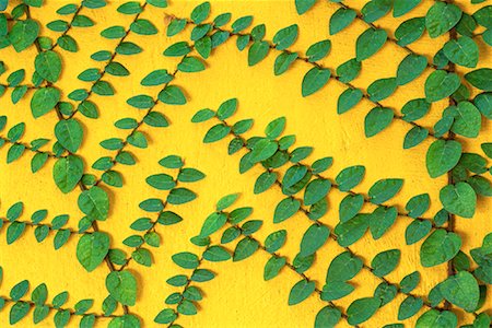 Ivy Growing on Wall Sao Paulo, Brazil Stock Photo - Rights-Managed, Code: 700-00083005