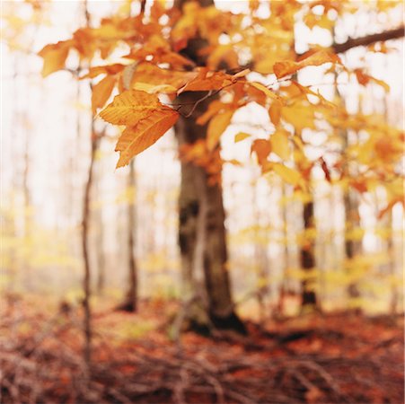 Blurred View of Trees with Close-Up of Leaves in Autumn Beaver Valley, Ontario, Canada Fotografie stock - Rights-Managed, Codice: 700-00083116