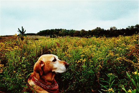 Profile of Labrador Retriever Sitting in Field Fotografie stock - Rights-Managed, Codice: 700-00083110