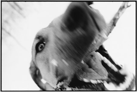 Close-Up of Dog with Stick in Mouth Fotografie stock - Rights-Managed, Codice: 700-00083113