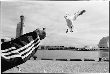 flying bird human hand - Person Feeding Seagulls at Kobe Port Kobe, Japan Foto de stock - Con derechos protegidos, Código: 700-00083120