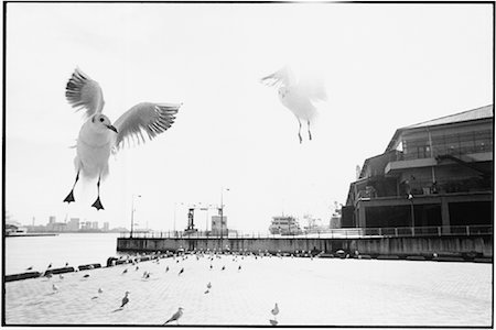 Seagulls at Kobe Port Kobe, Japan Fotografie stock - Rights-Managed, Codice: 700-00083121