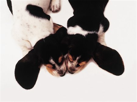 Overhead View of Two Basset Hound Puppies Sleeping Foto de stock - Con derechos protegidos, Código: 700-00083260