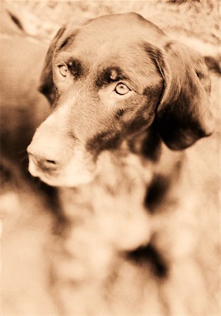 simsearch:700-00076413,k - Portrait de chien Photographie de stock - Rights-Managed, Code: 700-00083263