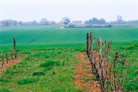 simsearch:700-00086416,k - Overview of Field and Vineyard France Stock Photo - Rights-Managed, Code: 700-00083501