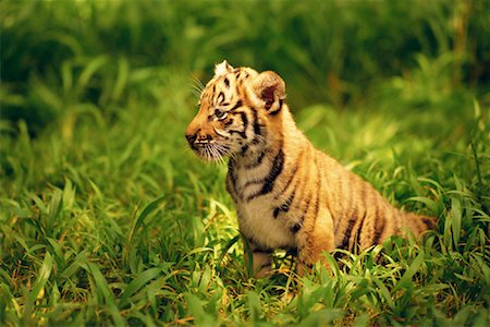 portraits of tiger cubs - Bengal Tiger Cub Walking on Grass Stock Photo - Rights-Managed, Code: 700-00083824