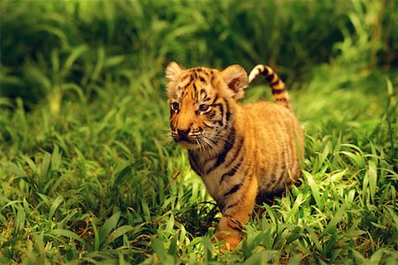 portraits of tiger cubs - Bengal Tiger Cub Walking on Grass Stock Photo - Rights-Managed, Code: 700-00083823