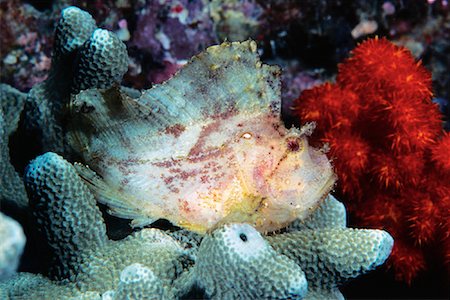 simsearch:700-00030976,k - Underwater View of Leaf Fish Sipidan Island, Malaysia Foto de stock - Con derechos protegidos, Código: 700-00083852