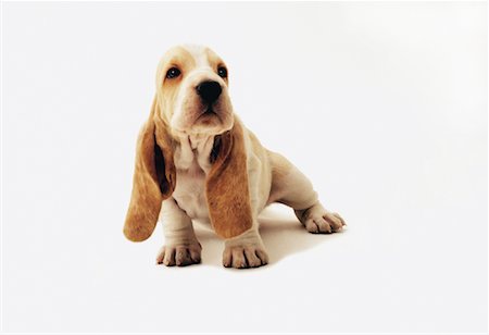 Portrait of Basset Hound Puppy Foto de stock - Con derechos protegidos, Código: 700-00083909