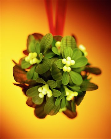 Mistletoe Foto de stock - Con derechos protegidos, Código: 700-00094053